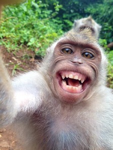 469fd29c1ce918d97f91a2c60f89fe22-monkey-steals-camera-takes-selfie.jpg 469fd29c1ce918d97f91a2c60f89fe22-monkey-steals-camera-takes-selfie.jpg