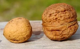 walnuts.jpg walnuts.jpg