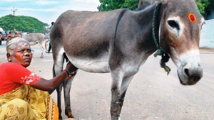 donkey.jpg donkey.jpg