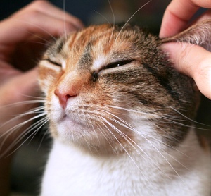 ear-massage.jpg
