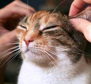 ear-massage.jpg ear-massage.jpg