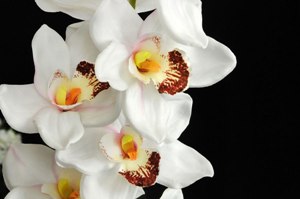 Fiori-Orchidea2.jpg