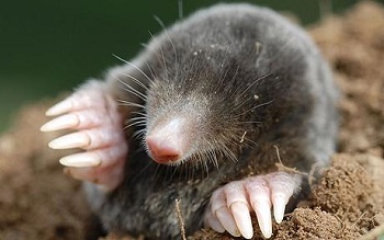 mole_1656747c.jpg