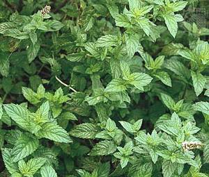Spearmint__Mentha_Spicata_Seeds.jpg Spearmint__Mentha_Spicata_Seeds.jpg