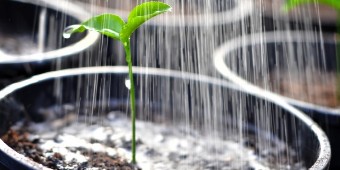 plants.jpg