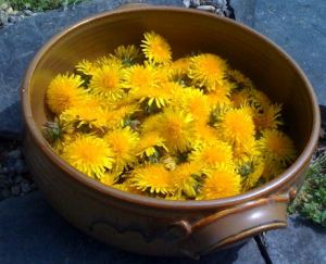 dandelions.jpg dandelions.jpg