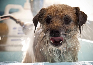 dogwash.jpg