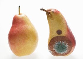 Three-pears-fresh.jpg