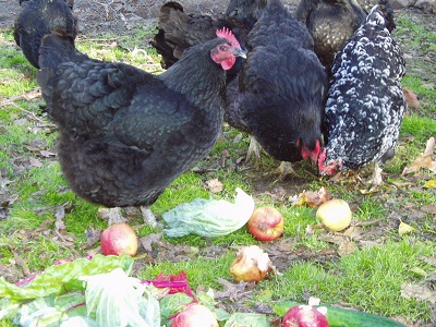 Raising-Backyard-Chickens-San-Diego-023026.jpg