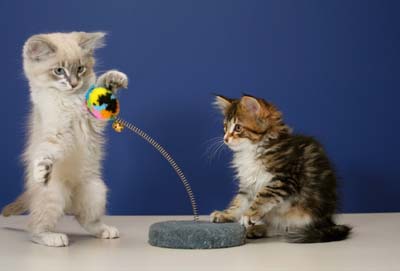 cat-toys-2.jpg