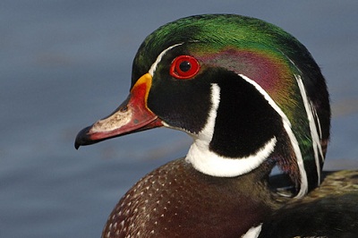 woodDuck5.jpg