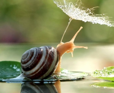 snail_dandelion_animal_close-up_green_cute_hd-wallpaper-1850193.jpg