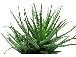 aloe.jpg aloe.jpg