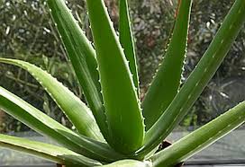 aloe vera.jpg aloe vera.jpg