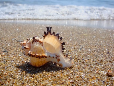 beaches-sea-shell-seashell-sands-ocean-breeze-water-summer-nature-beautiful-coast-beach-shore-hd-background.jpeg