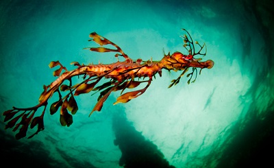 RichardWylieLeafySeadragon1.jpg