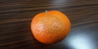 mandarina (1).jpg