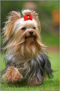fimale_dog.JPG