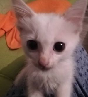 котето.jpg котето.jpg