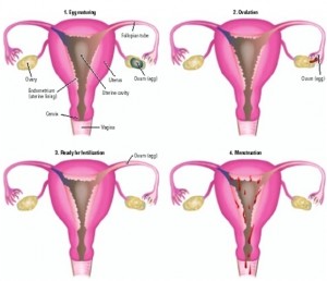 menstruation-300x258.jpg